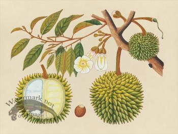 Far East Fruit and Flowers 31